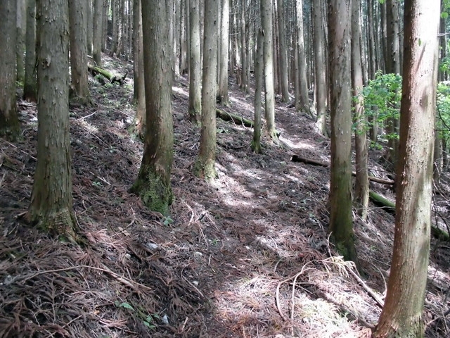 nakatu051.jpg