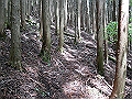 nakatu051_thumb.png