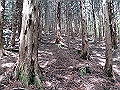nakatu061_thumb.png