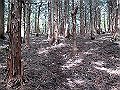 nakatu063_thumb.png