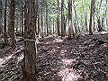 nakatu064_thumb.png