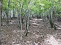nakatu067_thumb.png