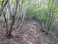 nakatu071_thumb.png