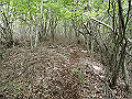 nakatu073_thumb.png