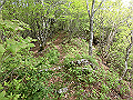 nakatu088_thumb.png