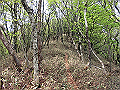 nakatu096_thumb.png