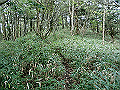 sagar037_thumb.png