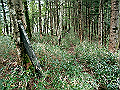 sagar046_thumb.png