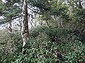sagar053_thumb.png