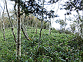 sagar055_thumb.png