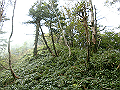 sagar065_thumb.png