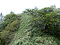 sagar068_thumb.png
