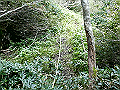 sagar071_thumb.png