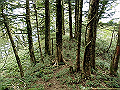 sagar078_thumb.png