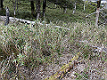 sagar087_thumb.png