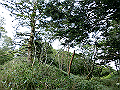 sagar090_thumb.png