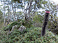sagar098_thumb.png