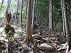 tengu008_thumb.jpg