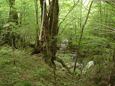 tu205.jpg