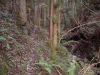 tusi08_thumb.png