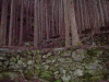 tusi31_thumb.png