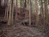 tusi36_thumb.png