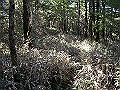 tyahazu016_thumb.png