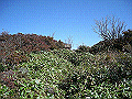 tyahazu036_thumb.png