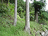yatura03_thumb.png