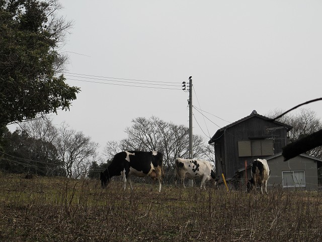 douun16.jpg