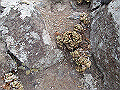 douun32_thumb.png
