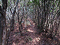 douun36_thumb.png