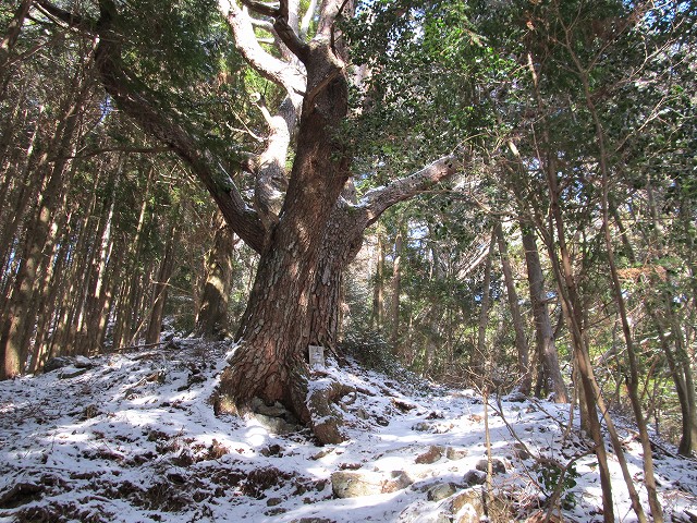 gozaisyo41.jpg