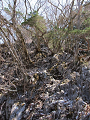 isidate064_thumb.png