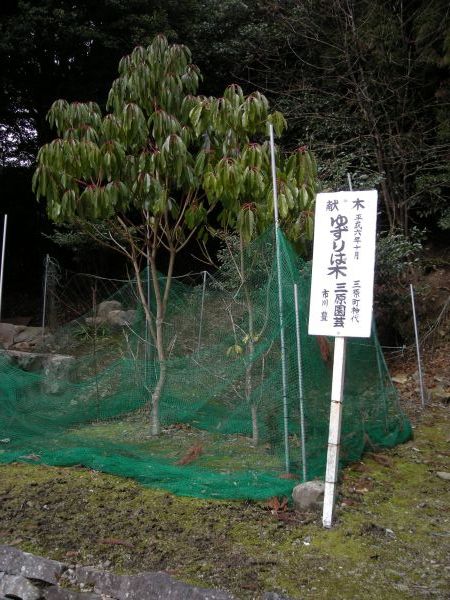 yuzu41.jpg