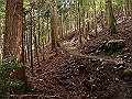 buna015_thumb.png