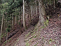 buna016_thumb.png