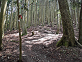 buna019_thumb.png