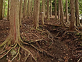 buna021_thumb.png