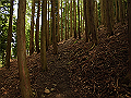 buna022_thumb.png
