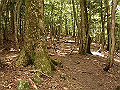 buna025_thumb.png