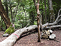 buna026_thumb.png