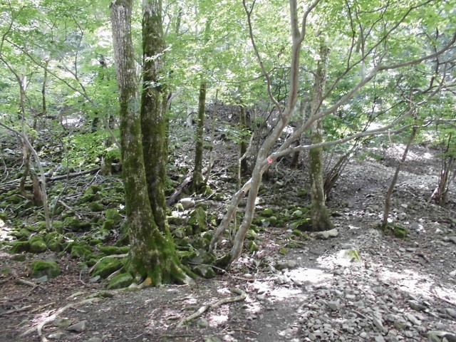 buna027.jpg