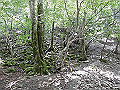 buna027_thumb.png