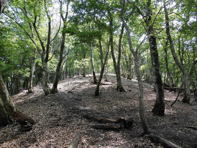 buna029.jpg