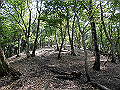 buna029_thumb.png
