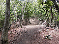 buna031_thumb.png