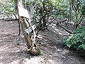 buna033_thumb.png