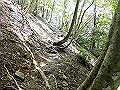 buna034_thumb.png
