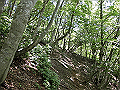 buna037_thumb.png
